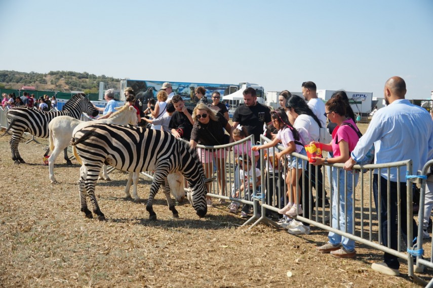 foto zoo park si a deschis portile la cumpana sute de familii au venit sa descopere animalele exotice foto zoo park si a deschis portile la cumpana sute de familii au venit sa descopere animalele exotice