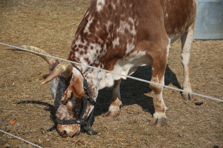 foto zoo park si a deschis portile la cumpana sute de familii au venit sa descopere animalele exotice foto zoo park si a deschis portile la cumpana sute de familii au venit sa descopere animalele exotice