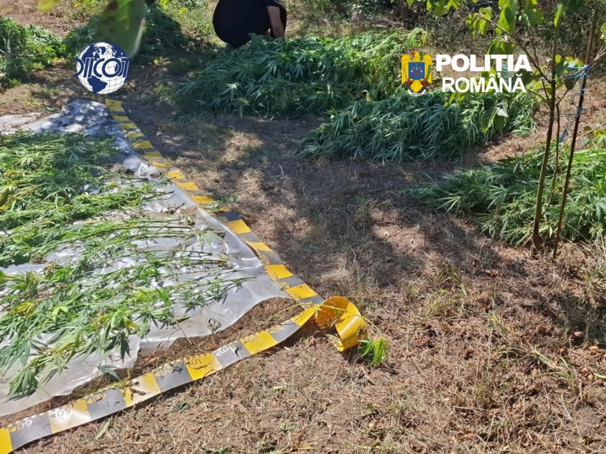 foto cultura de canabis indoor depistata de procurorii diicot un barbat de 62 de ani a ajuns dupa gratii foto cultura de canabis indoor depistata de procurorii diicot un barbat de 62 de ani a ajuns dupa gratii