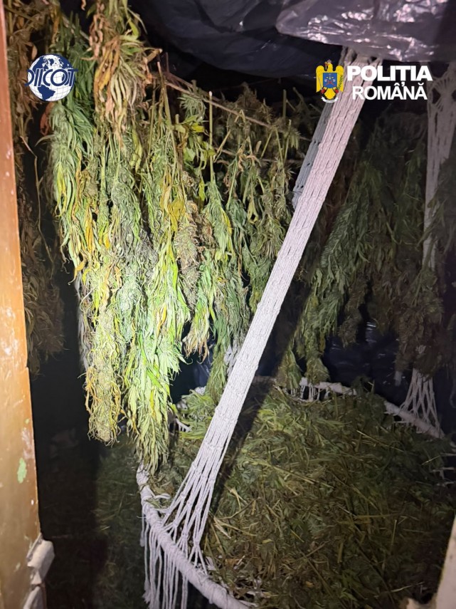 foto mai multe culturi outdoor de canabis depistate in judetul cluj patru suspecti au ajuns dupa gratii foto mai multe culturi outdoor de canabis depistate in judetul cluj patru suspecti au ajuns dupa gratii