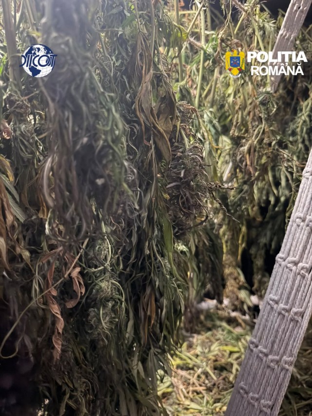 foto mai multe culturi outdoor de canabis depistate in judetul cluj patru suspecti au ajuns dupa gratii foto mai multe culturi outdoor de canabis depistate in judetul cluj patru suspecti au ajuns dupa gratii