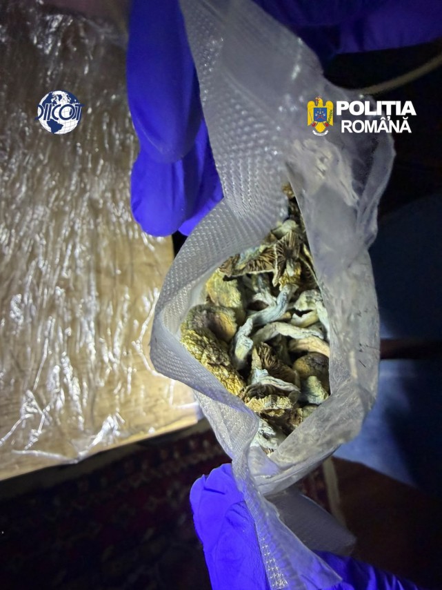foto mai multe culturi outdoor de canabis depistate in judetul cluj patru suspecti au ajuns dupa gratii foto mai multe culturi outdoor de canabis depistate in judetul cluj patru suspecti au ajuns dupa gratii