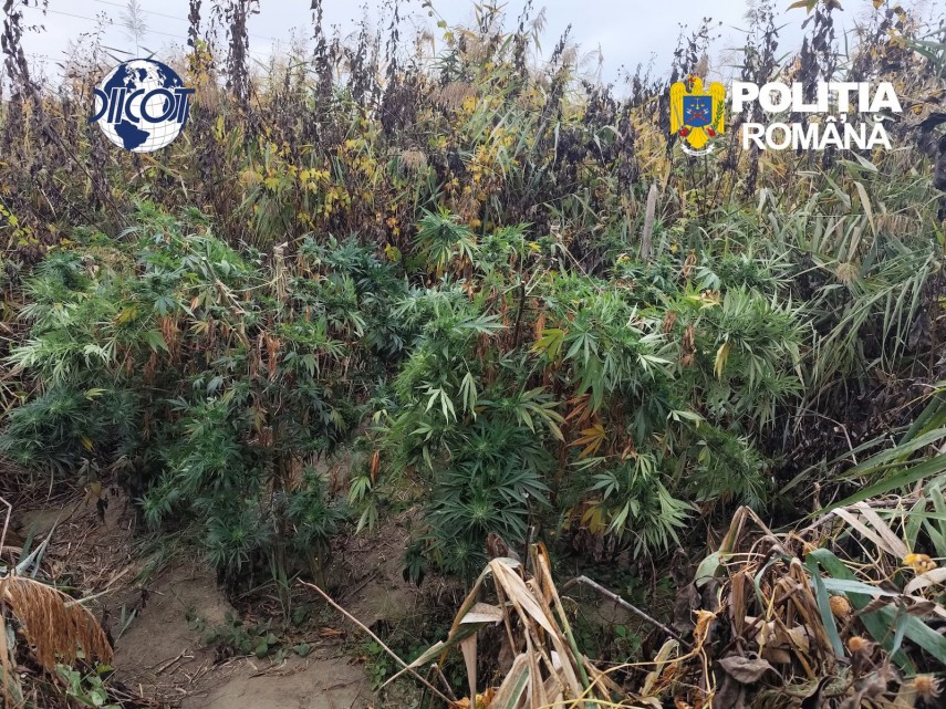 foto mai multe culturi outdoor de canabis depistate in judetul cluj patru suspecti au ajuns dupa gratii foto mai multe culturi outdoor de canabis depistate in judetul cluj patru suspecti au ajuns dupa gratii