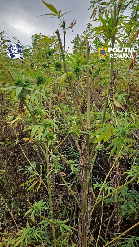 foto mai multe culturi outdoor de canabis depistate in judetul cluj patru suspecti au ajuns dupa gratii foto mai multe culturi outdoor de canabis depistate in judetul cluj patru suspecti au ajuns dupa gratii