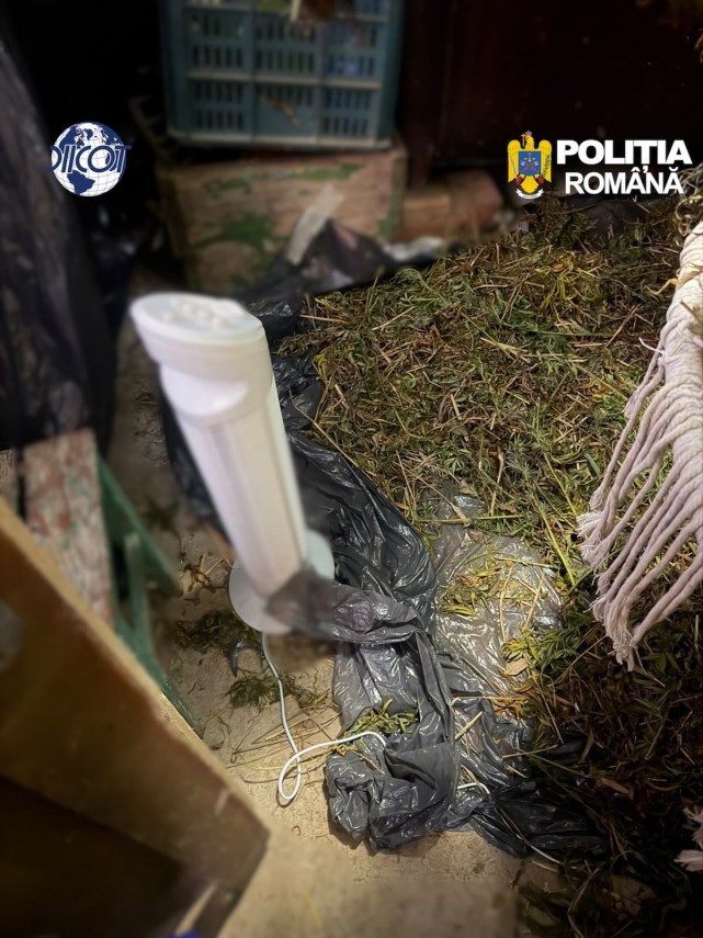 foto mai multe culturi outdoor de canabis depistate in judetul cluj patru suspecti au ajuns dupa gratii foto mai multe culturi outdoor de canabis depistate in judetul cluj patru suspecti au ajuns dupa gratii