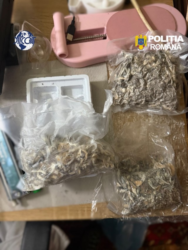 foto mai multe culturi outdoor de canabis depistate in judetul cluj patru suspecti au ajuns dupa gratii foto mai multe culturi outdoor de canabis depistate in judetul cluj patru suspecti au ajuns dupa gratii