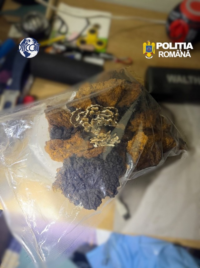 foto mai multe culturi outdoor de canabis depistate in judetul cluj patru suspecti au ajuns dupa gratii foto mai multe culturi outdoor de canabis depistate in judetul cluj patru suspecti au ajuns dupa gratii