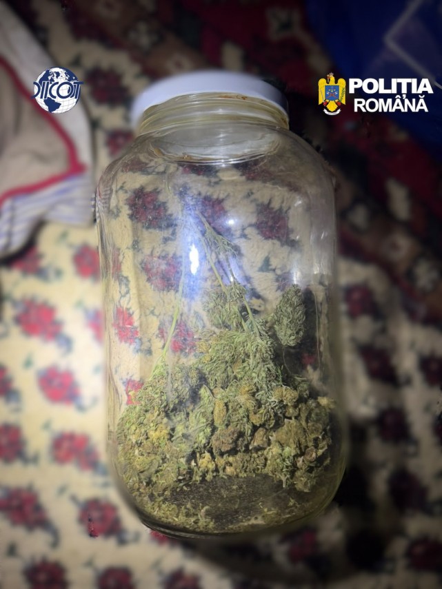 foto mai multe culturi outdoor de canabis depistate in judetul cluj patru suspecti au ajuns dupa gratii foto mai multe culturi outdoor de canabis depistate in judetul cluj patru suspecti au ajuns dupa gratii