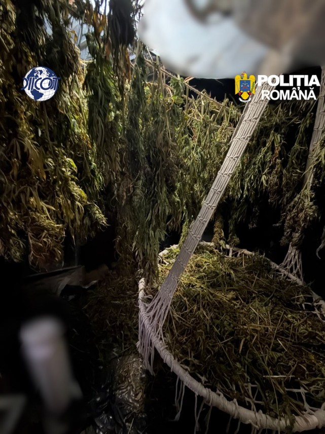 foto mai multe culturi outdoor de canabis depistate in judetul cluj patru suspecti au ajuns dupa gratii foto mai multe culturi outdoor de canabis depistate in judetul cluj patru suspecti au ajuns dupa gratii