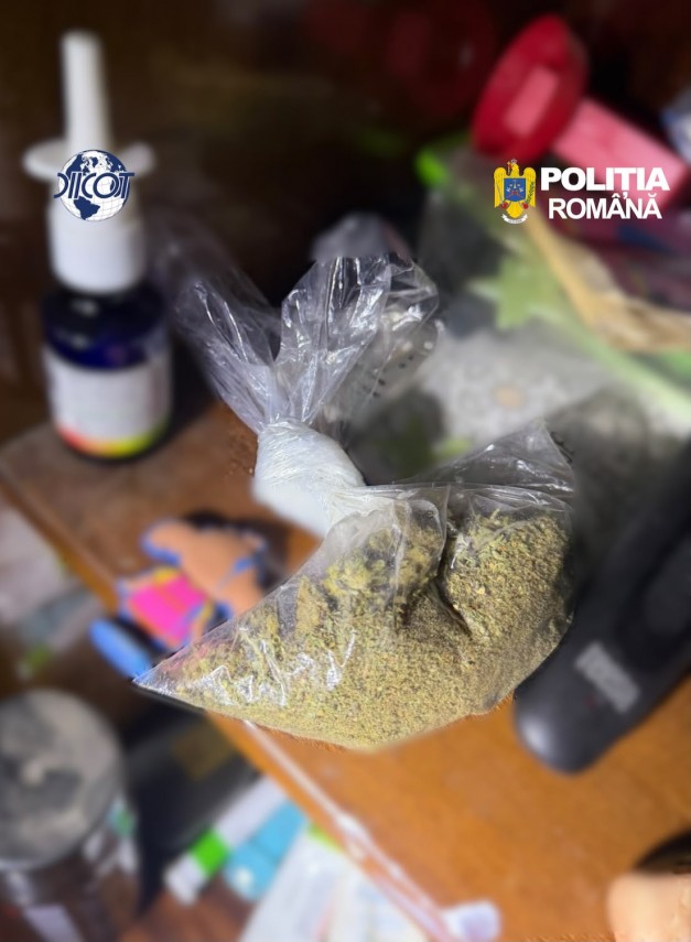 foto mai multe culturi outdoor de canabis depistate in judetul cluj patru suspecti au ajuns dupa gratii foto mai multe culturi outdoor de canabis depistate in judetul cluj patru suspecti au ajuns dupa gratii