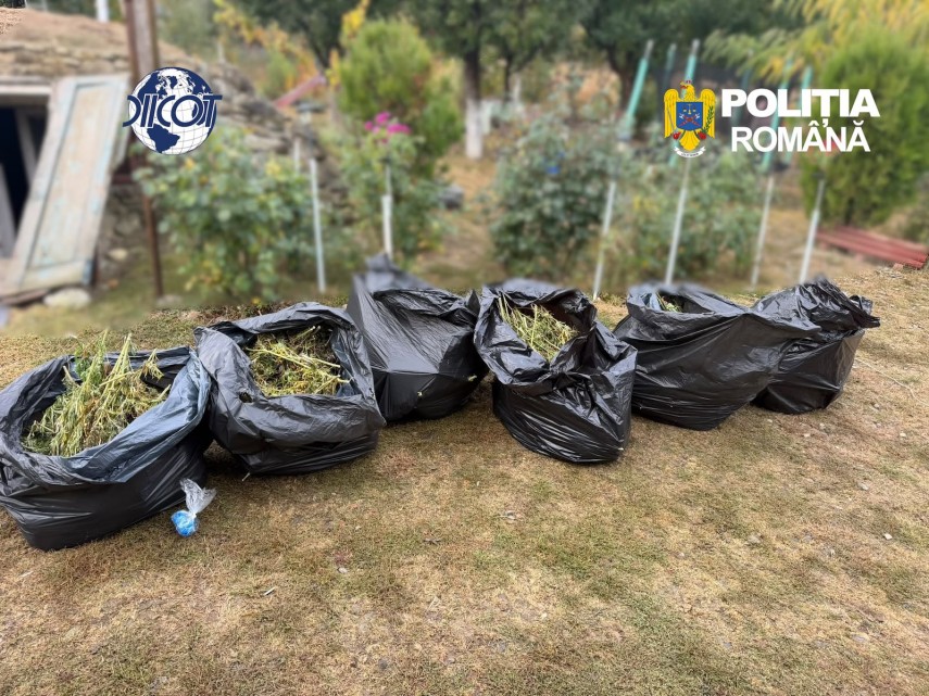 foto mai multe culturi outdoor de canabis depistate in judetul cluj patru suspecti au ajuns dupa gratii foto mai multe culturi outdoor de canabis depistate in judetul cluj patru suspecti au ajuns dupa gratii