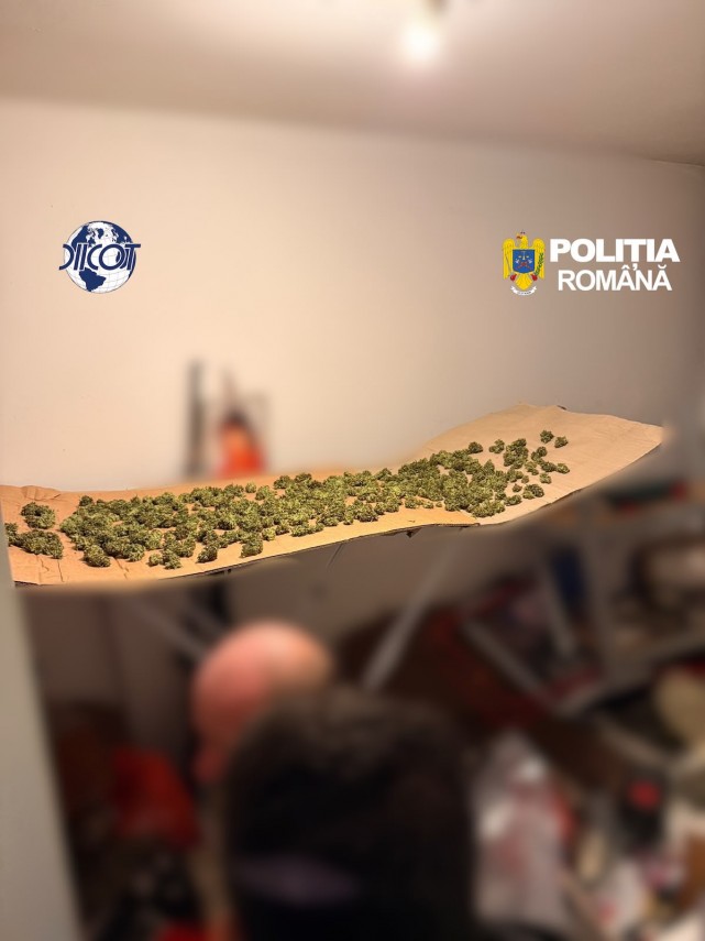 foto mai multe culturi outdoor de canabis depistate in judetul cluj patru suspecti au ajuns dupa gratii foto mai multe culturi outdoor de canabis depistate in judetul cluj patru suspecti au ajuns dupa gratii