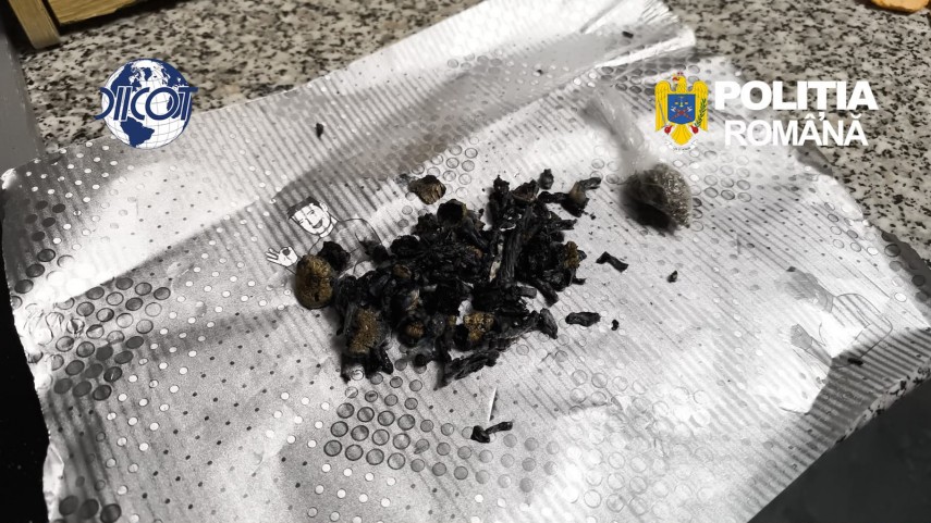 foto mai multe culturi outdoor de canabis depistate in judetul cluj patru suspecti au ajuns dupa gratii foto mai multe culturi outdoor de canabis depistate in judetul cluj patru suspecti au ajuns dupa gratii