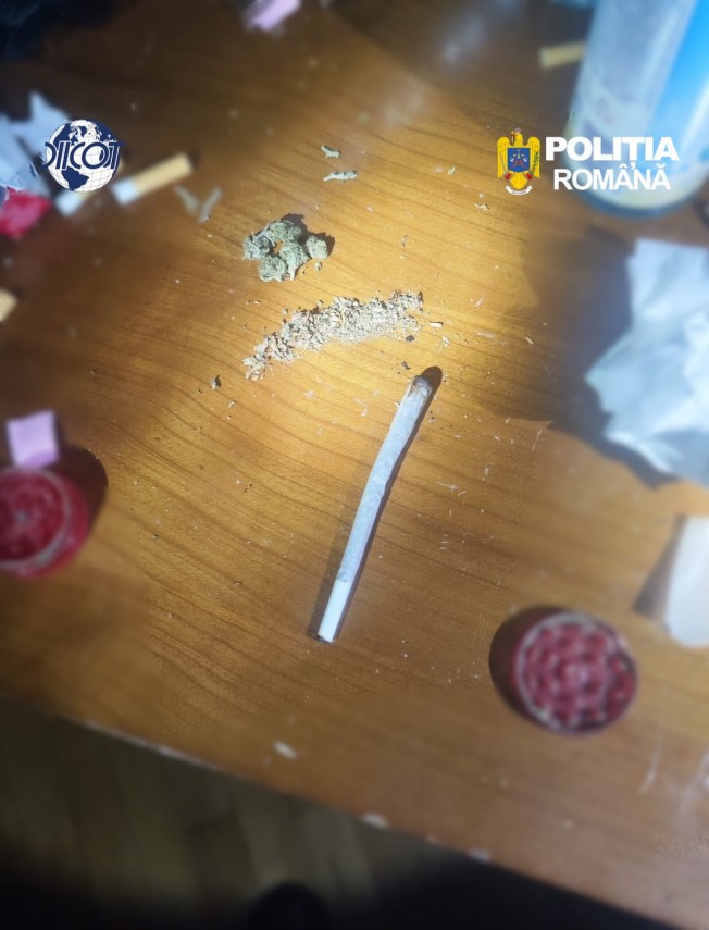 foto mai multe culturi outdoor de canabis depistate in judetul cluj patru suspecti au ajuns dupa gratii foto mai multe culturi outdoor de canabis depistate in judetul cluj patru suspecti au ajuns dupa gratii