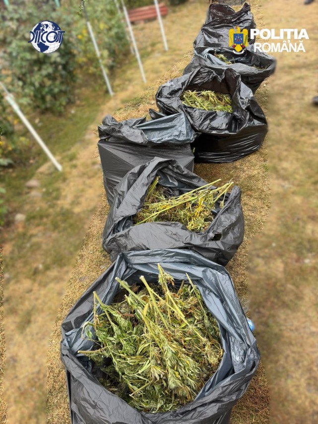foto mai multe culturi outdoor de canabis depistate in judetul cluj patru suspecti au ajuns dupa gratii foto mai multe culturi outdoor de canabis depistate in judetul cluj patru suspecti au ajuns dupa gratii