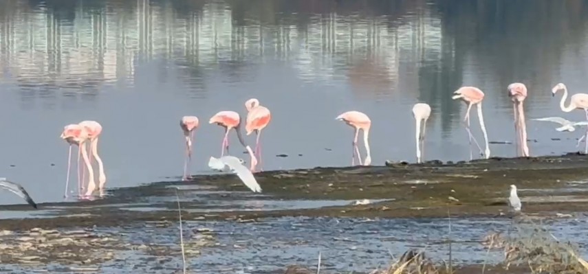 Fotoreportaj Constanta: FOTO+VIDEO. Flamingo pe Lacul Techirghiol. Aparitie spectaculoasa in apropierea litoralului
