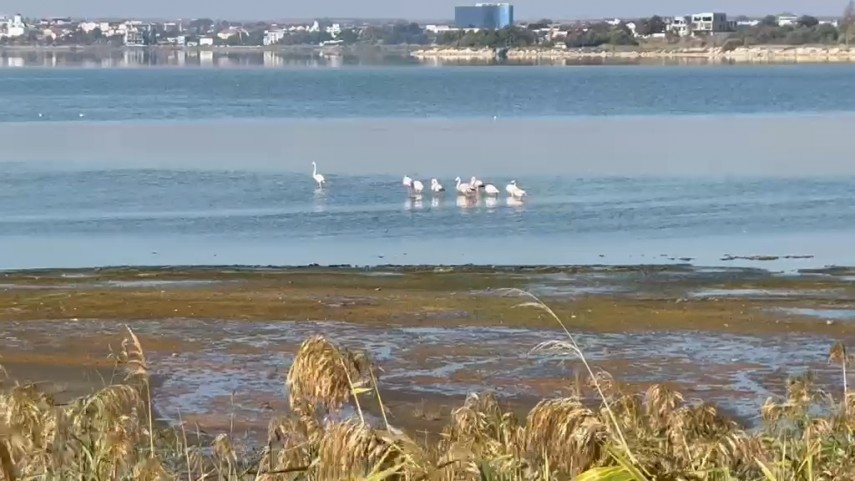 fotoreportaj constanta foto video flamingo pe lacul techirghiol aparitie spectaculoasa in apropierea fotoreportaj constanta foto video flamingo pe lacul techirghiol aparitie spectaculoasa in apropierea