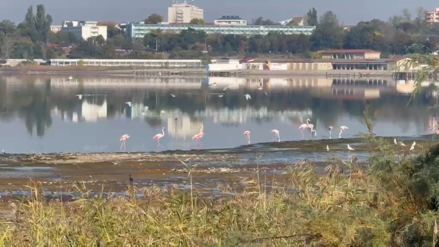 fotoreportaj constanta foto video flamingo pe lacul techirghiol aparitie spectaculoasa in apropierea fotoreportaj constanta foto video flamingo pe lacul techirghiol aparitie spectaculoasa in apropierea