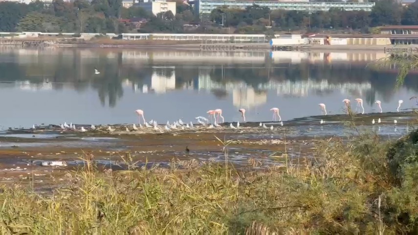 fotoreportaj constanta foto video flamingo pe lacul techirghiol aparitie spectaculoasa in apropierea fotoreportaj constanta foto video flamingo pe lacul techirghiol aparitie spectaculoasa in apropierea