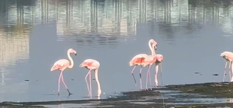 fotoreportaj constanta foto video flamingo pe lacul techirghiol aparitie spectaculoasa in apropierea fotoreportaj constanta foto video flamingo pe lacul techirghiol aparitie spectaculoasa in apropierea