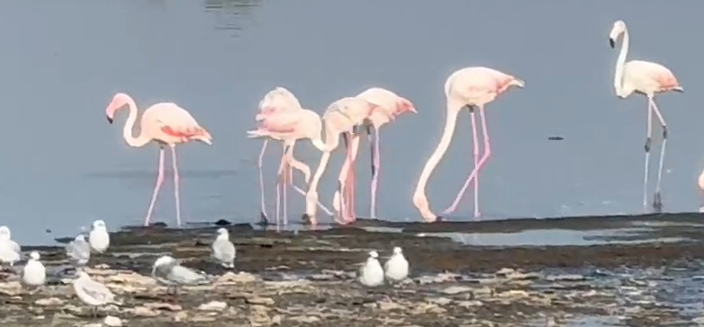 fotoreportaj constanta foto video flamingo pe lacul techirghiol aparitie spectaculoasa in apropierea fotoreportaj constanta foto video flamingo pe lacul techirghiol aparitie spectaculoasa in apropierea