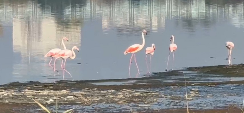 fotoreportaj constanta foto video flamingo pe lacul techirghiol aparitie spectaculoasa in apropierea fotoreportaj constanta foto video flamingo pe lacul techirghiol aparitie spectaculoasa in apropierea