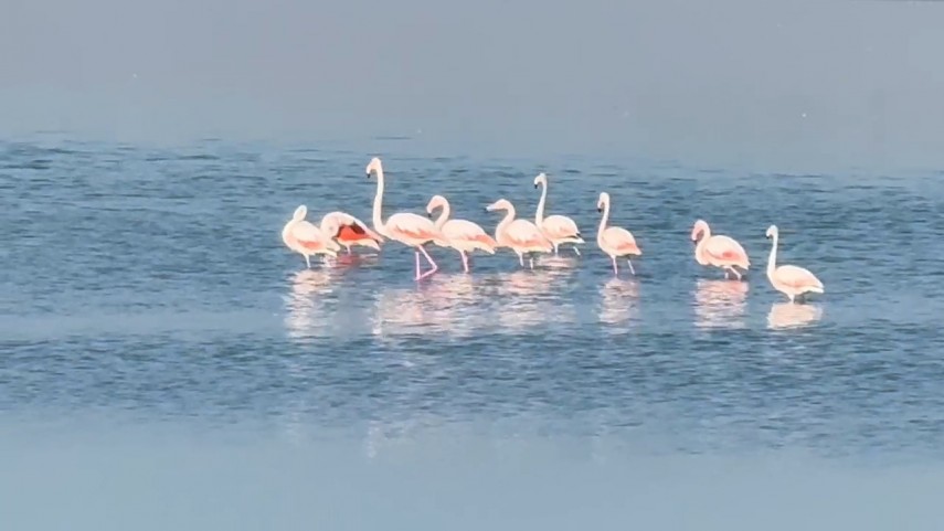 fotoreportaj constanta foto video flamingo pe lacul techirghiol aparitie spectaculoasa in apropierea fotoreportaj constanta foto video flamingo pe lacul techirghiol aparitie spectaculoasa in apropierea