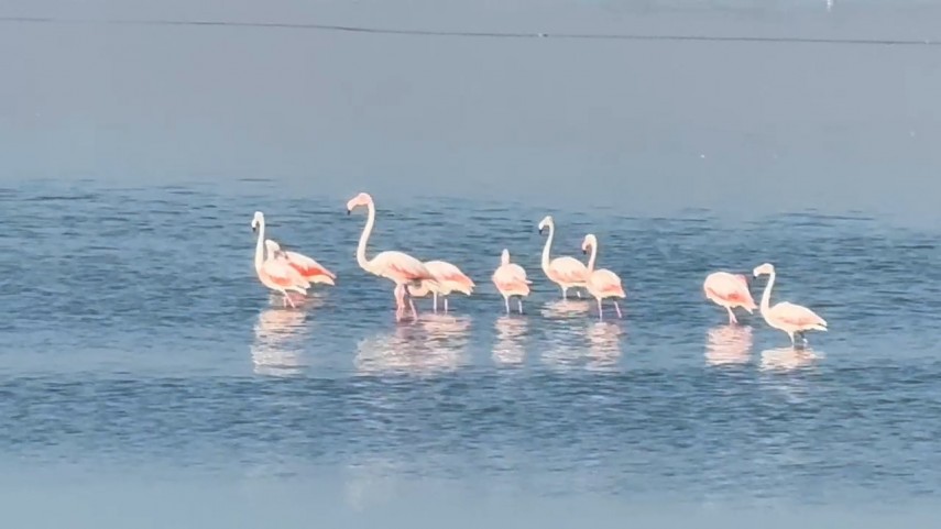 fotoreportaj constanta foto video flamingo pe lacul techirghiol aparitie spectaculoasa in apropierea fotoreportaj constanta foto video flamingo pe lacul techirghiol aparitie spectaculoasa in apropierea