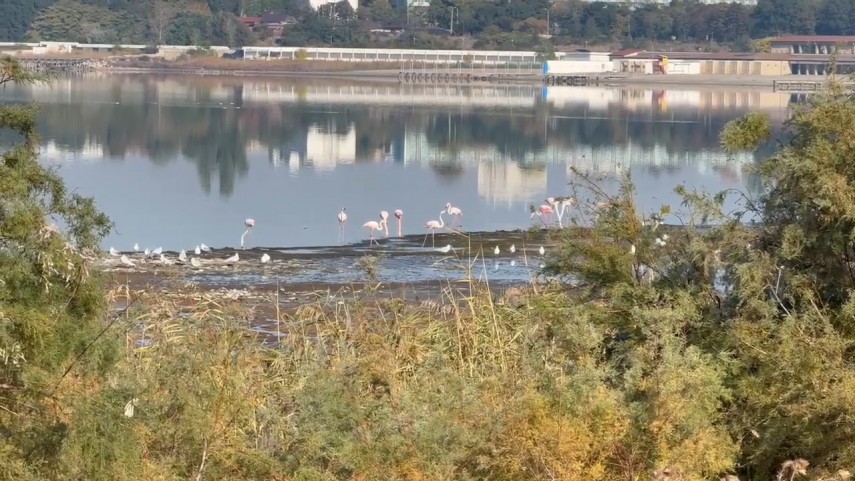 fotoreportaj constanta foto video flamingo pe lacul techirghiol aparitie spectaculoasa in apropierea fotoreportaj constanta foto video flamingo pe lacul techirghiol aparitie spectaculoasa in apropierea