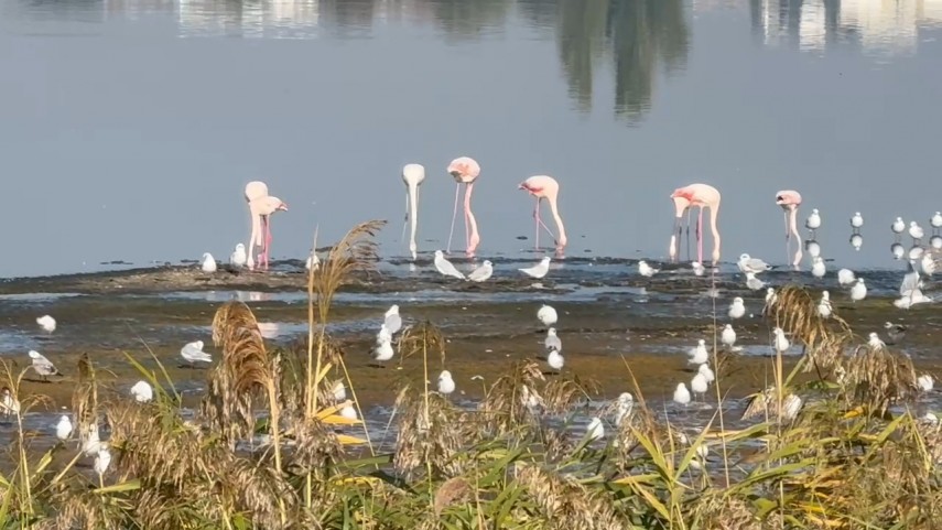 fotoreportaj constanta foto video flamingo pe lacul techirghiol aparitie spectaculoasa in apropierea fotoreportaj constanta foto video flamingo pe lacul techirghiol aparitie spectaculoasa in apropierea