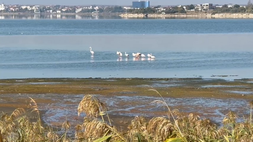 fotoreportaj constanta foto video flamingo pe lacul techirghiol aparitie spectaculoasa in apropierea fotoreportaj constanta foto video flamingo pe lacul techirghiol aparitie spectaculoasa in apropierea