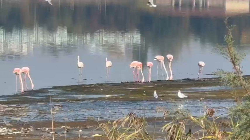 fotoreportaj constanta foto video flamingo pe lacul techirghiol aparitie spectaculoasa in apropierea fotoreportaj constanta foto video flamingo pe lacul techirghiol aparitie spectaculoasa in apropierea