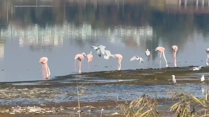 fotoreportaj constanta foto video flamingo pe lacul techirghiol aparitie spectaculoasa in apropierea fotoreportaj constanta foto video flamingo pe lacul techirghiol aparitie spectaculoasa in apropierea