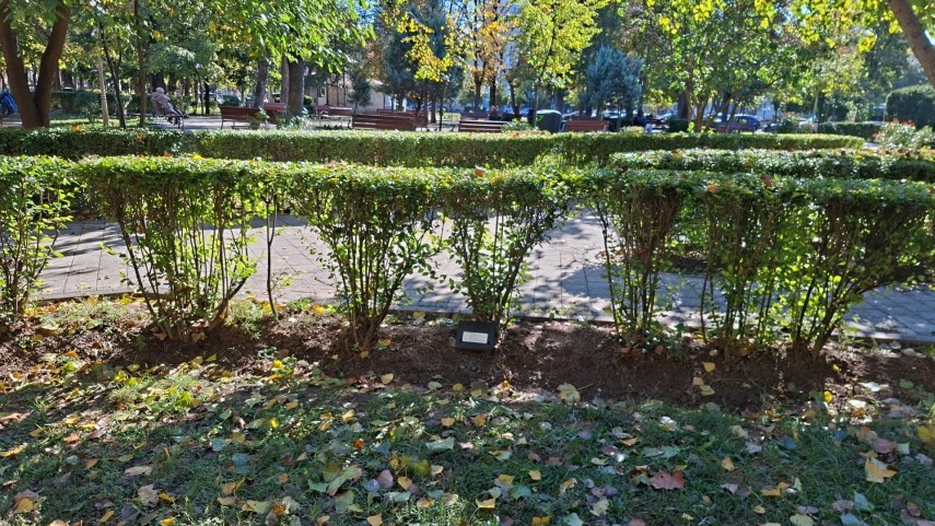 foto constanta in plina actiune de deratizare pana la 31 octombrie unde vor fi amplasate momelile toxice foto constanta in plina actiune de deratizare pana la 31 octombrie unde vor fi amplasate momelile toxice